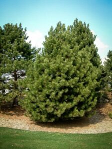 Сосна Чёрная (Pinus Nigra) купить по цене от 270.00р. в интернет-магазине «Посадика» с доставкой почтой в в Петуховое и по всей России – [изображение №1].