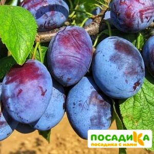 Слива Чачакская ранняя купить по цене от 229.00р. в интернет-магазине «Посадика» с доставкой почтой в в Петуховое и по всей России – [изображение №1].