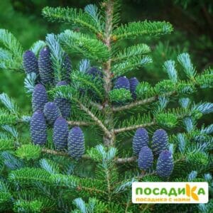 Пихта корейская (Abies koreana) купить по цене от 450.00р. в интернет-магазине «Посадика» с доставкой почтой в в Петуховое и по всей России – [изображение №1].