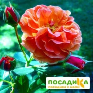 Роза Арабия купить по цене от 350.00р. в интернет-магазине «Посадика» с доставкой почтой в в Петуховое и по всей России – [изображение №1].