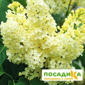 Сирень Примроуз (Primrose) купить по цене от 529.00р. в интернет-магазине «Посадика» с доставкой почтой в в Петуховое и по всей России – [изображение №1].