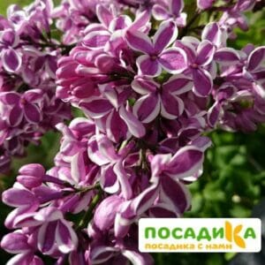 Сирень Сенсация купить по цене от 529.00р. в интернет-магазине «Посадика» с доставкой почтой в в Петуховое и по всей России – [изображение №1].