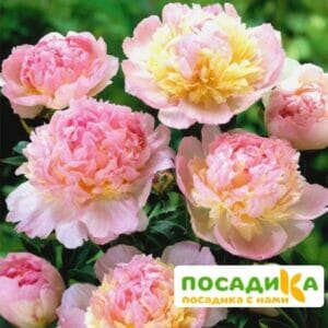 Пион Распберри Сандей (Paeonia Raspberry Sundae) купить по цене от 959р. в интернет-магазине «Посадика» с доставкой почтой в в Петуховое и по всей России – [изображение №1].