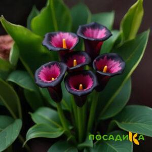 Калла Аура Лейс купить по цене от 400р. в интернет-магазине «Посадика» с доставкой почтой в в Петуховое и по всей России – [изображение №1].