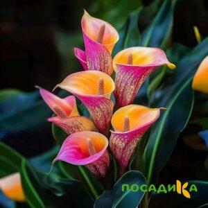 Калла Оникс купить по цене от 450р. в интернет-магазине «Посадика» с доставкой почтой в в Петуховое и по всей России – [изображение №1].