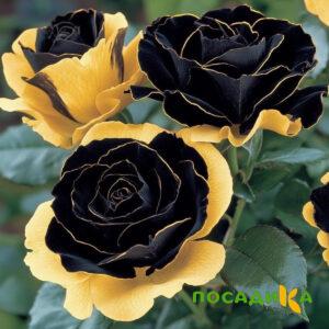 Роза Ханни Сикл купить по цене от 700р. в интернет-магазине «Посадика» с доставкой почтой в в Петуховое и по всей России – [изображение №1].