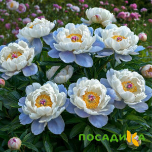 Пион акварельный Этюд купить по цене от 806р. в интернет-магазине «Посадика» с доставкой почтой в в Петуховое и по всей России – [изображение №1].