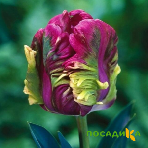 Тюльпан Экзотик Хэвен купить по цене от 186р. в интернет-магазине «Посадика» с доставкой почтой в в Петуховое и по всей России – [изображение №1].