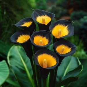 Калла Легато купить по цене от 620р. в интернет-магазине «Посадика» с доставкой почтой в в Петуховое и по всей России – [изображение №1].