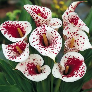 Калла Эмпайр купить по цене от 302р. в интернет-магазине «Посадика» с доставкой почтой в в Петуховое и по всей России – [изображение №1].