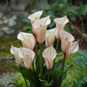 Калла Глейшер купить по цене от 299р. в интернет-магазине «Посадика» с доставкой почтой в в Петуховое и по всей России – [изображение №1].