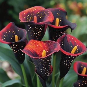 Калла Нуар купить по цене от 299р. в интернет-магазине «Посадика» с доставкой почтой в в Петуховое и по всей России – [изображение №1].