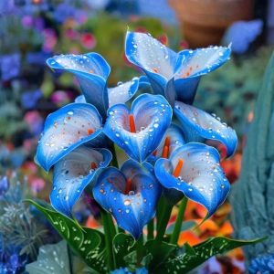 Калла Портрейт купить по цене от 292р. в интернет-магазине «Посадика» с доставкой почтой в в Петуховое и по всей России – [изображение №1].