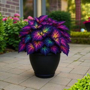 Хоста Фрости Блю купить по цене от 389р. в интернет-магазине «Посадика» с доставкой почтой в в Петуховое и по всей России – [изображение №1].