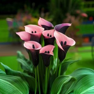 Калла Энигма купить по цене от 291р. в интернет-магазине «Посадика» с доставкой почтой в в Петуховое и по всей России – [изображение №1].