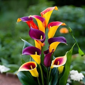 Калла Кристалл купить по цене от 450р. в интернет-магазине «Посадика» с доставкой почтой в в Петуховое и по всей России – [изображение №1].