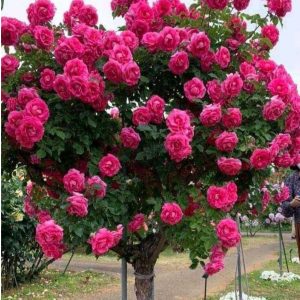 Роза Версаля купить по цене от 232р. в интернет-магазине «Посадика» с доставкой почтой в в Петуховое и по всей России – [изображение №1].