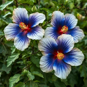 Гибискус Илюжн Вилью купить по цене от 259р. в интернет-магазине «Посадика» с доставкой почтой в в Петуховое и по всей России – [изображение №1].