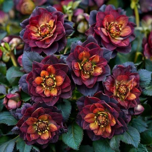 Морозник Сноу Дроп купить по цене от 348р. в интернет-магазине «Посадика» с доставкой почтой в в Петуховое и по всей России – [изображение №1].