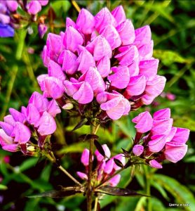 Флокс Бутоник купить по цене от 461р. в интернет-магазине «Посадика» с доставкой почтой в в Петуховое и по всей России – [изображение №1].