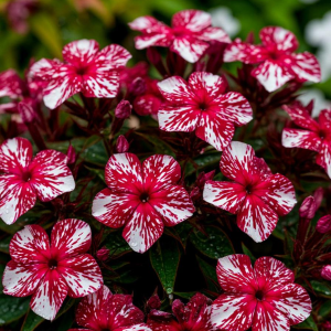 Флокс Ливер Гриммер купить по цене от 590р. в интернет-магазине «Посадика» с доставкой почтой в в Петуховое и по всей России – [изображение №1].