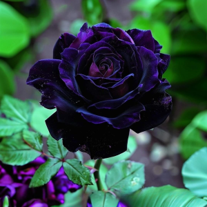 Роза Блэк Пантер купить по цене от 319р. в интернет-магазине «Посадика» с доставкой почтой в в Петуховое и по всей России – [изображение №1].