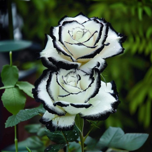 Роза Силк Ивин купить по цене от 319р. в интернет-магазине «Посадика» с доставкой почтой в в Петуховое и по всей России – [изображение №1].