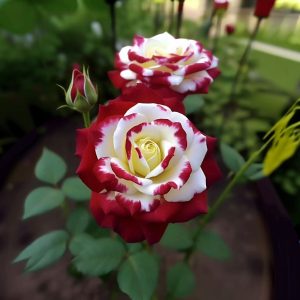 Роза Роял Глом купить по цене от 401р. в интернет-магазине «Посадика» с доставкой почтой в в Петуховое и по всей России – [изображение №1].