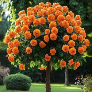 Роза Солнечный Шарм купить по цене от 349р. в интернет-магазине «Посадика» с доставкой почтой в в Петуховое и по всей России – [изображение №1].