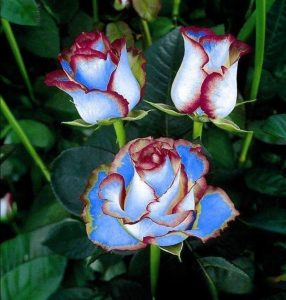 Роза Сафайер Пэтл купить по цене от 450р. в интернет-магазине «Посадика» с доставкой почтой в в Петуховое и по всей России – [изображение №1].